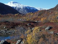 N, Sogn og Fjordane, Stryn, Videdalen 4, Saxifraga-Jan van der Straaten