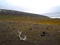 N, Spitsbergen, Diskobukta 1, Saxifraga-Bart Vastenhouw