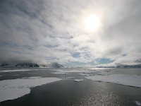 N, Spitsbergen, Fuglesangen 21, Saxifraga-Bart Vastenhouw