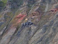 N, Spitsbergen, Longyearbyen 17, Saxifraga-Bart Vastenhouw