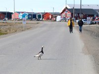 N, Spitsbergen, Longyearbyen 18, Saxifraga-Bart Vastenhouw