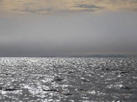 N, Spitsbergen, Noordelijke IJszee 2, Saxifraga-Bart Vastenhouw.