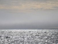 N, Spitsbergen, Noordelijke IJszee 3, Saxifraga-Bart Vastenhouw.