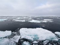 N, Spitsbergen, Noordelijke IJszee, Pakijs 10, Saxifraga-Bart Vastenhouw