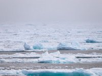 N, Spitsbergen, Noordelijke IJszee, Pakijs 12, Saxifraga-Bart Vastenhouw