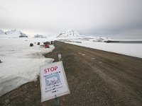 N, Spitsbergen, Ny-Alesund 6, Saxifraga-Bart Vastenhouw