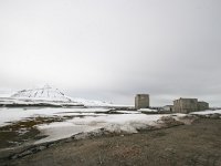 N, Spitsbergen, Ny-Alesund 9, Saxifraga-Bart Vastenhouw