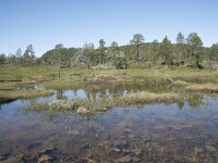 N, Troms, Senja, Anderdalen Nat Park 11, Saxifraga-Willem van Kruijsbergen