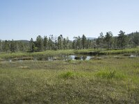 N, Troms, Senja, Anderdalen Nat Park 23, Saxifraga-Willem van Kruijsbergen