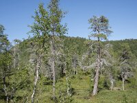 N, Troms, Senja, Anderdalen Nat Park 25, Saxifraga-Willem van Kruijsbergen