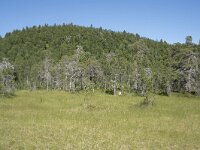 N, Troms, Senja, Anderdalen Nat Park 26, Saxifraga-Willem van Kruijsbergen