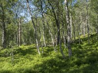 N, Troms, Senja, Anderdalen Nat Park 27, Saxifraga-Willem van Kruijsbergen