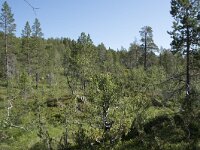 N, Troms, Senja, Anderdalen Nat Park 29, Saxifraga-Willem van Kruijsbergen