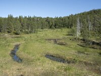 N, Troms, Senja, Anderdalen Nat Park 30, Saxifraga-Willem van Kruijsbergen