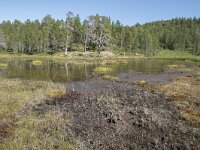 N, Troms, Senja, Anderdalen Nat Park 34, Saxifraga-Willem van Kruijsbergen
