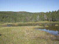 N, Troms, Senja, Anderdalen Nat Park 36, Saxifraga-Willem van Kruijsbergen
