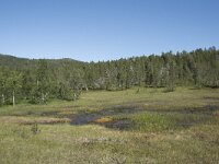 N, Troms, Senja, Anderdalen Nat Park 40, Saxifraga-Willem van Kruijsbergen