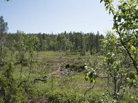 N, Troms, Senja, Anderdalen Nat Park 42, Saxifraga-Willem van Kruijsbergen