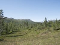 N, Troms, Senja, Anderdalen Nat Park 49, Saxifraga-Willem van Kruijsbergen