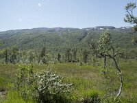 N, Troms, Senja, Anderdalen Nat Park 50, Saxifraga-Willem van Kruijsbergen