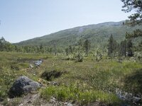 N, Troms, Senja, Anderdalen Nat Park 57, Saxifraga-Willem van Kruijsbergen