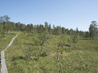 N, Troms, Senja, Anderdalen Nat Park 58, Saxifraga-Willem van Kruijsbergen