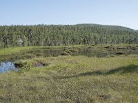 N, Troms, Senja, Anderdalen Nat Park 61, Saxifraga-Willem van Kruijsbergen