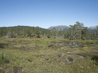 N, Troms, Senja, Anderdalen Nat Park 8, Saxifraga-Willem van Kruijsbergen