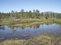 N, Troms, Senja, Anderdalen Nat Park 9, Saxifraga-Willem van Kruijsbergen