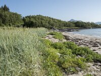 N, Troms, Senja, Katteberget 2, Saxifraga-Willem van Kruijsbergen