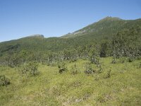 N, Troms, Senja, Litjebrusen 6, Saxifraga-Willem van Kruijsbergen