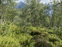 N, Troms, Senja, Skaland, Sommardalen 17, Saxifraga-Willem van Kruijsbergen