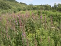 N, Troms, Senja, Skaland, Sommardalen 20, Saxifraga-Willem van Kruijsbergen