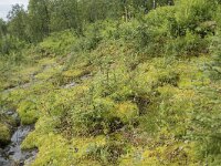 N, Troms, Senja, Skaland, Sommardalen 5, Saxifraga-Willem van Kruijsbergen