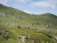 N, Troms, Senja, Skaland, Sommardalhaugen 11, Saxifraga-Willem van Kruijsbergen