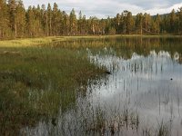 N, Trondelag, Roros, Gunnarsjoan 1, Saxifraga-Marjan van der Heide