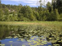 Landschap ZO van Halden, Noorwegen  Norwagian lake south-east of the town Halden : color, colour, Europe European, forest wood, Halden, horizontal, lake, mountain, nature natural, Norway, norwegian, rural landscape, Scandinavia Scandinavian, summer, tree, water