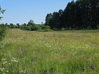 PL, Podlaskie, Bialowieza 11, Saxifraga-Hans Dekker