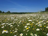 PL, Podlaskie, Bialowieza 12, Saxifraga-Hans Dekker