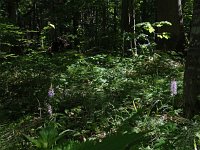 PL, Podlaskie, Bialowieza 13, Saxifraga-Hans Dekker