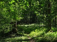 PL, Podlaskie, Bialowieza 17, Saxifraga-Hans Dekker