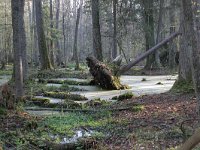 PL, Podlaskie, Bialowieza 2, Saxifraga-Jaap Schelvis