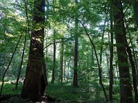 PL, Podlaskie, Bialowieza 22, Saxifraga-Hans Dekker