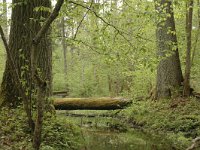 PL, Podlaskie, Bialowieza, Podoerkowka 1, Saxifraga-Bas Klaver