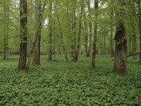 PL, Podlaskie, Bialowieza, Puszcza Bialowieska 2, Saxifraga-Bas Klaver