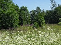 PL, Podlaskie, Jałowo, Biebzra 7, Saxifraga-Hans Dekker