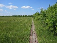 PL, Podlaskie, Jałowo, Biebzra 8, Saxifraga-Hans Dekker