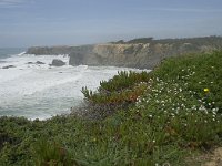 P, Beja, Odemira, Azenha do Mar 35, Saxifraga-Willem van Kruijsbergen