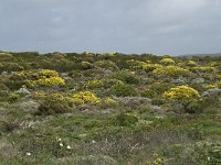 P, Faro, Aljezur, Carrapateira 137, Saxifraga-Willem van Kruijsbergen