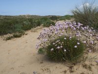 P, Faro, Aljezur, Carrapateira 157, Saxifraga-Willem van Kruijsbergen